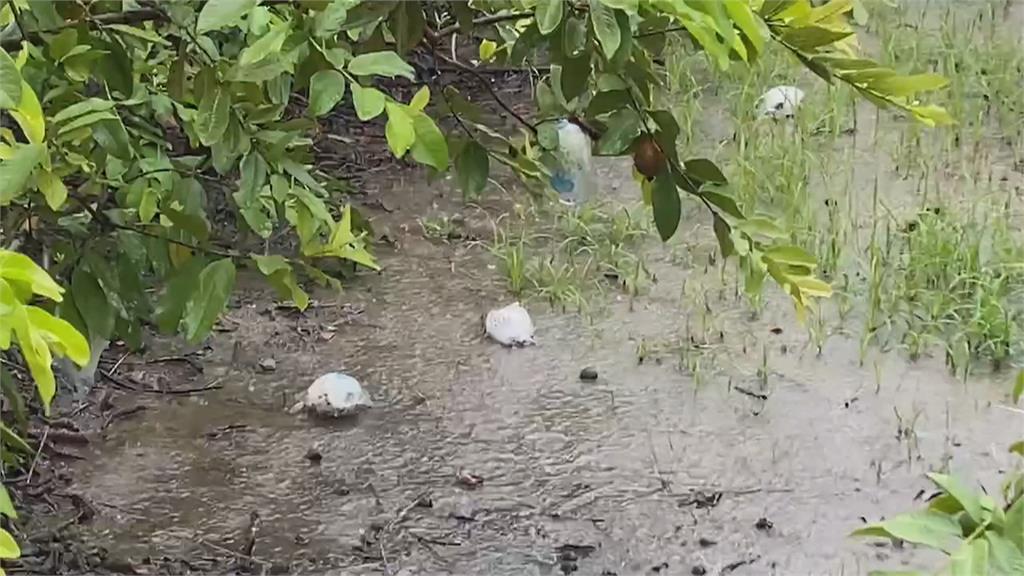 高雄多地暴雨　燕巢芭樂樹泡水恐5成爛果