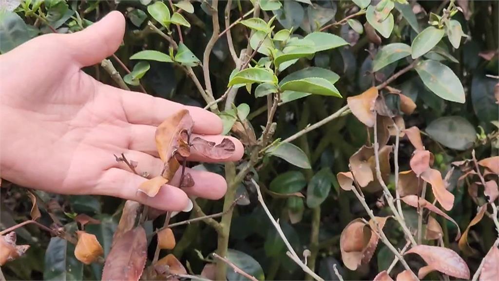 日月潭外來種「魚虎」獵食驚人 石斑魚被咬半尾慘死