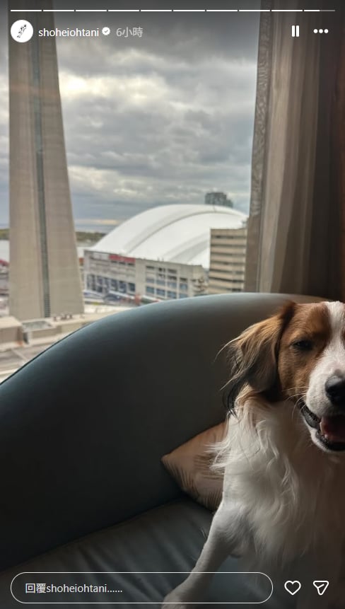 MLB／「好像等到有點累...」大谷奪冠愛犬也在！「彈額頭」在飯店見證老爸二連霸