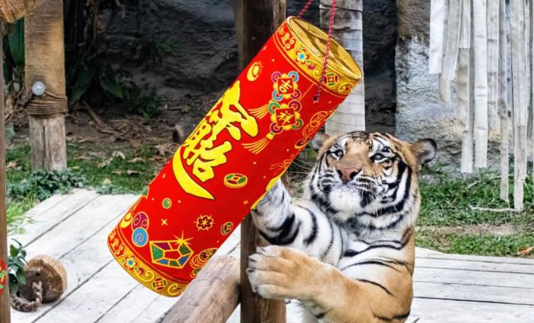 快新聞/高雄壽山動物園迎新春 孟加拉虎「玩鞭炮」、狐獴拜年萌樣曝