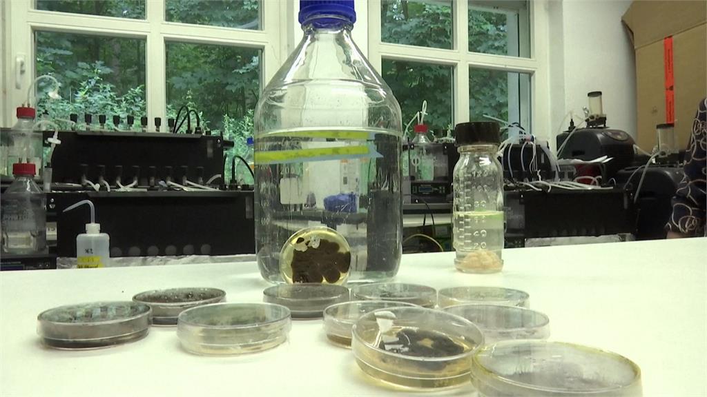 塑膠垃圾危害海洋生態　科學家發現「真菌」可分解塑膠