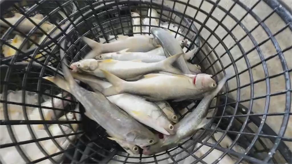 自救!屏東午仔魚養殖業者開發市場通路 縣府祭補助