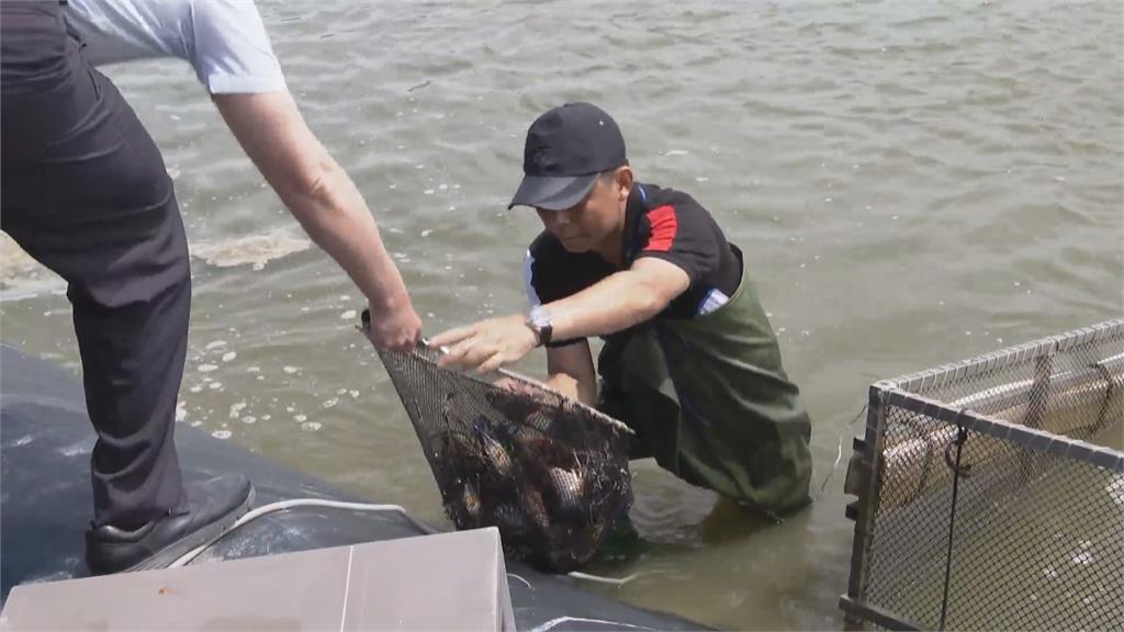 潮州「賽神蝦」週末登場　40cm蝦「巨巨」今生已無緣參賽