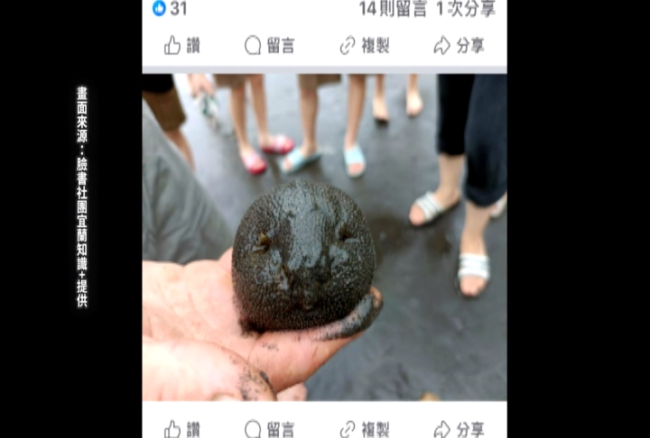 你是誰?激似「軟麻糬」小生物出沒 謎底揭曉「是這個」