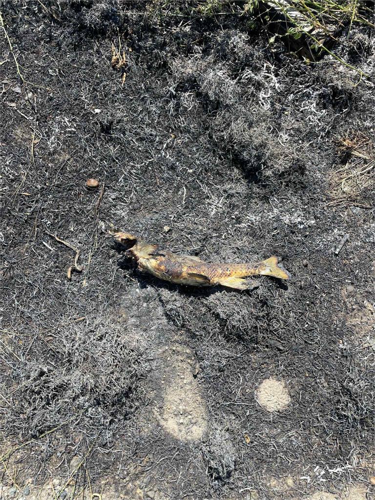加拿大離奇野火竟是「1隻魚」引起 「頭號嫌疑犯」失手砸中電線網:想吃熟的?