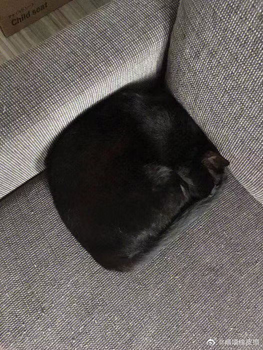 當過兵的喵星人？黑貓躺沙發睡姿成「豆腐干棉被」網驚：榮譽假拿不少