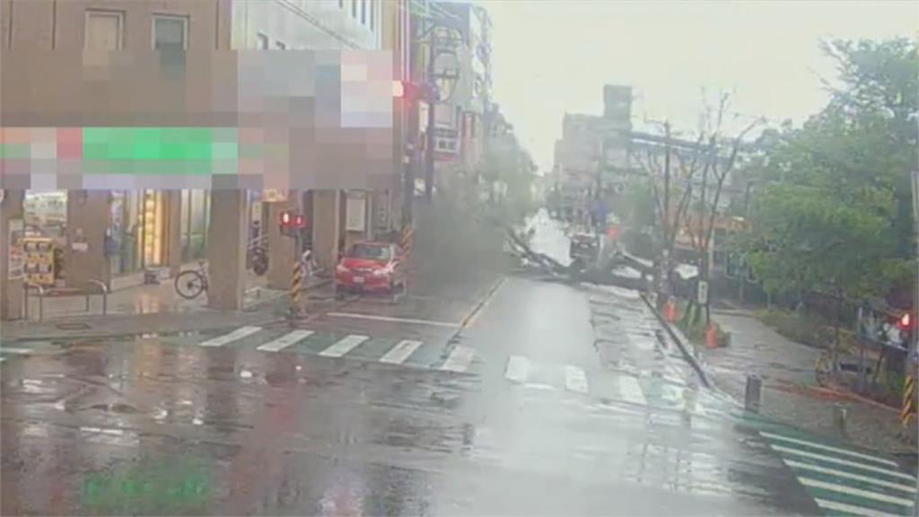 宜蘭路樹倒! 2棵"28年鳳凰樹"疑不堪大雨+樹根腐爛倒下