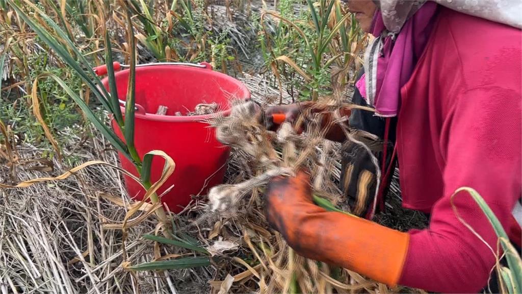 雲林大蒜年種植面積4700公頃 鮮香嗆辣風味獨特