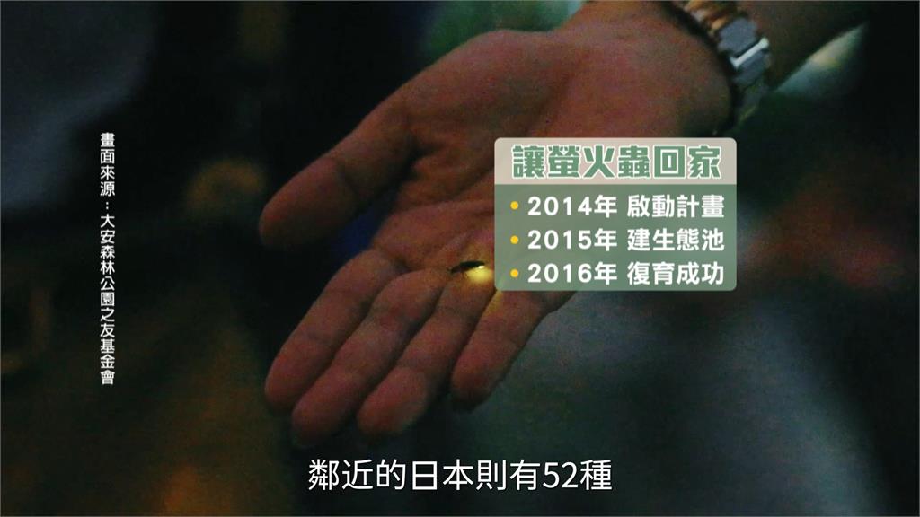 音樂點亮夜空！大安森林公園螢火蟲季10週年　簡文秀.三金歌王殷正洋同台飆唱