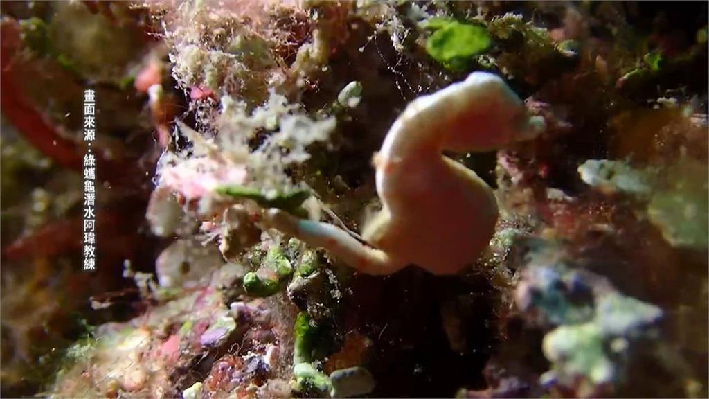 小琉球首度發現「紙片海馬」 喜上加喜!公海馬還疑似懷孕