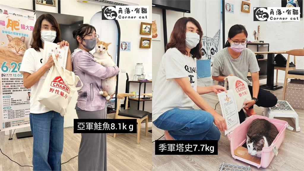 重量級「肥貓大賽」喵皇對決!牠「10.6公斤奪冠」驚恐領獎:我這麼胖?