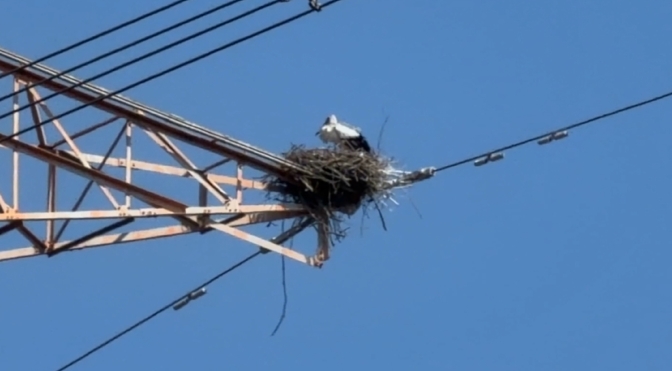 嚇到鳥!東方白鸛孵蛋育雛 疑遭空拍機驚擾飛走