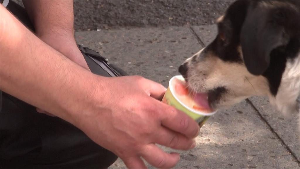 義大利海灘開放狗狗來踏浪　德國推出專屬冰淇淋