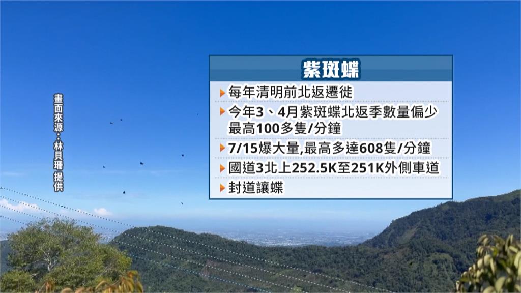 盛夏罕見嬌客! 紫斑蝶飛越國道　每分鐘多達608隻