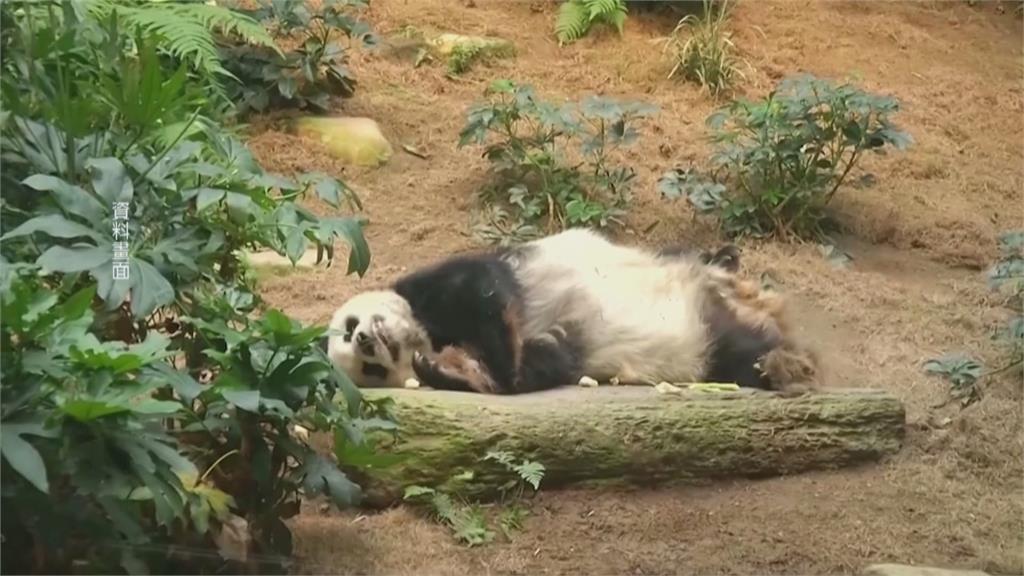 人類年齡105歲！　香港貓熊「安安」健康狀況差安樂死