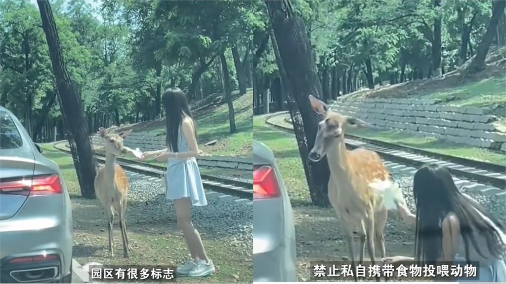 中國長髮妹違規餵小鹿「遭無情踢飛」！討拍不成網反轟：怎不踢大力點？