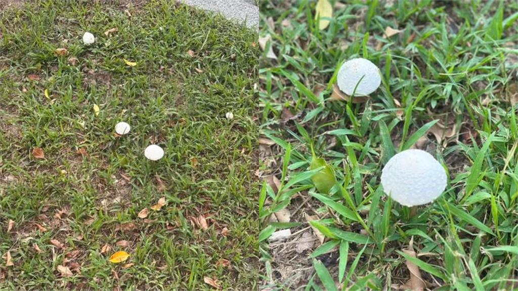 台北雨彈轟不停市區「慘發霉」!樹叢「長滿蘑菇」畫面曝…網驚喊能吃嗎