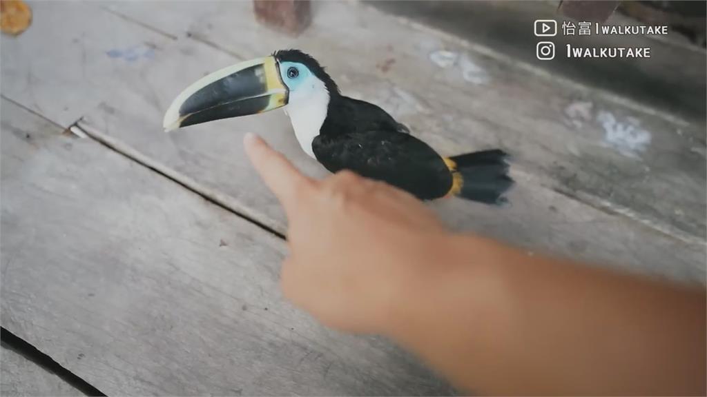 釣食人魚、夜訪猛鱷！他勇闖亞馬遜雨林　曝旅遊花費網驚：值得