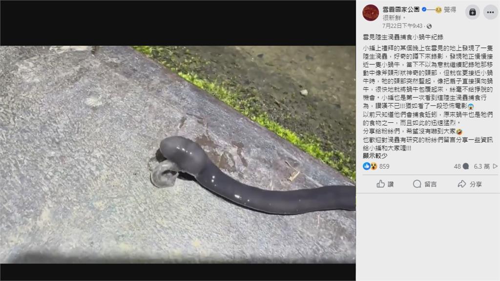 驚見「斧頭蛇身」怪蟲！緩慢爬行突飛速捕食蝸牛　他嚇壞：猶如恐怖電影