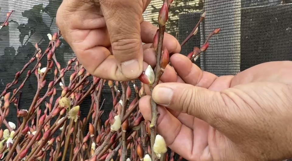 預期心理及氣候回暖影響　花市供貨量減１成採買要快