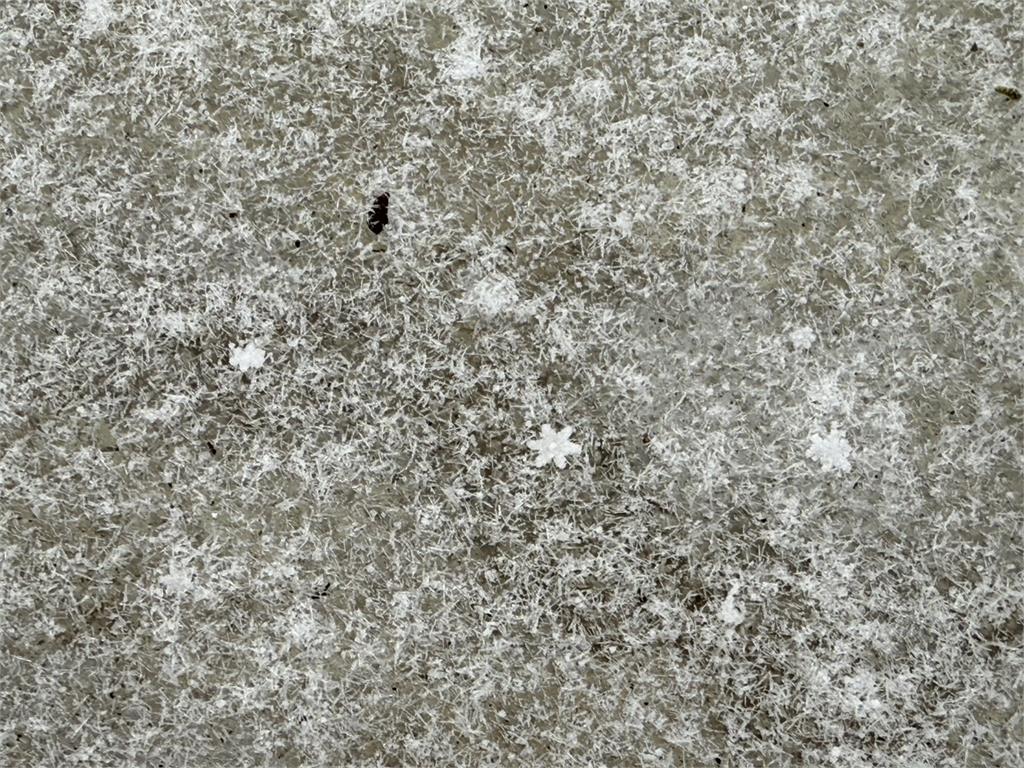 快新聞/玉山也下雪了!白色雪花飄落如仙境 絕美畫面曝