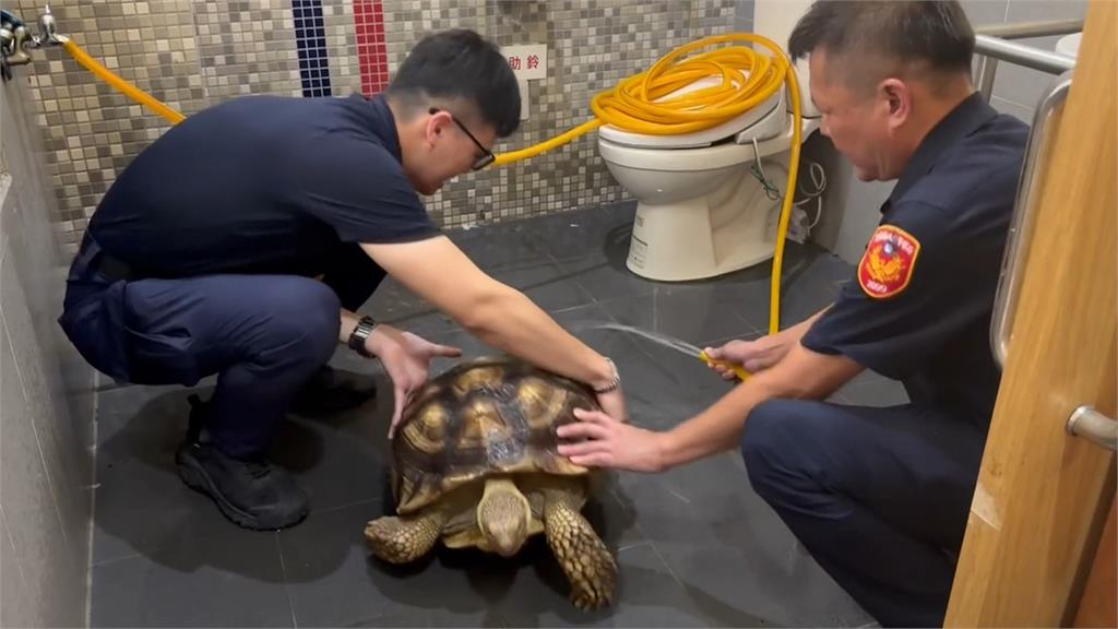 誰家寵物迷路了？　蘇卡達象龜到處趴趴走　員警哭笑不得