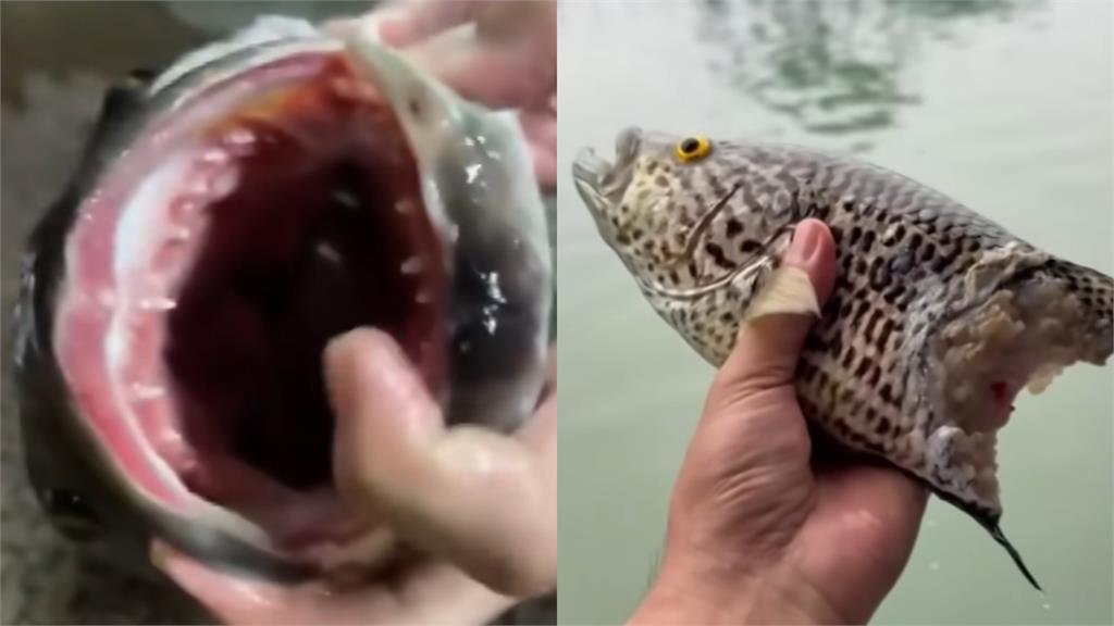 魚虎
