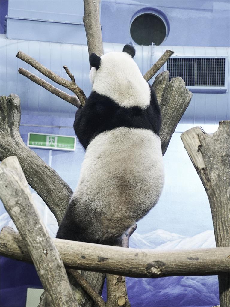 3隻大貓熊長超像傻傻分不清？ 北市動物園教3招快速分辨