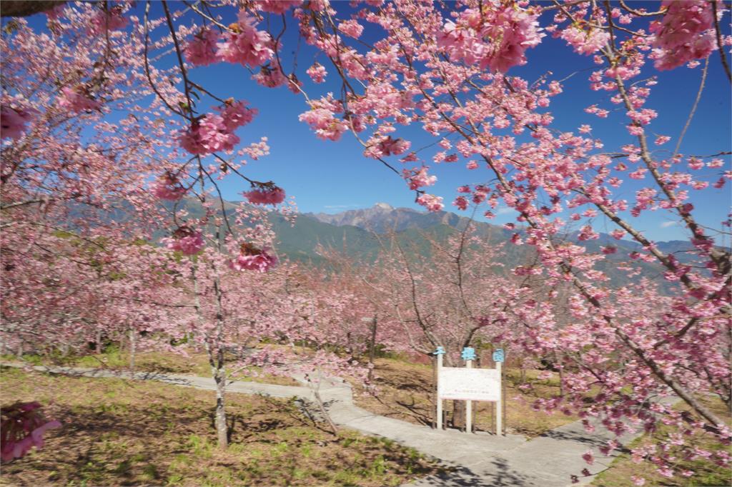不用跑出國!「粉櫻開滿山」最頂祕境大外洩 「無修直出美圖」搶先震撼