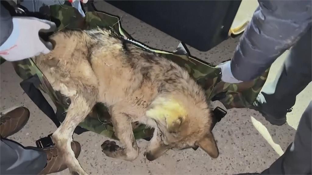 挖洞逃家！南韓公狼逃亡9天　被麻醉槍射中逮捕