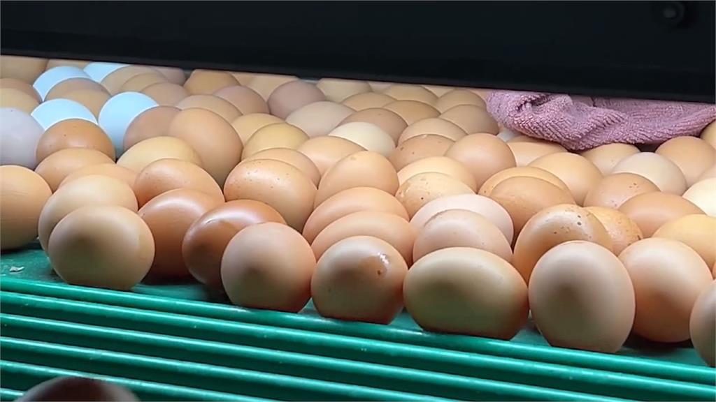 國內雞蛋供應仍有缺口　開學後可能缺蛋？農業部回應了