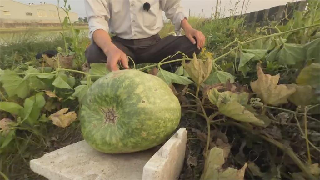 瓜藤遭砍求償鄰居12萬! 男不服判賠5千抱"巨大瓠瓜"陳情