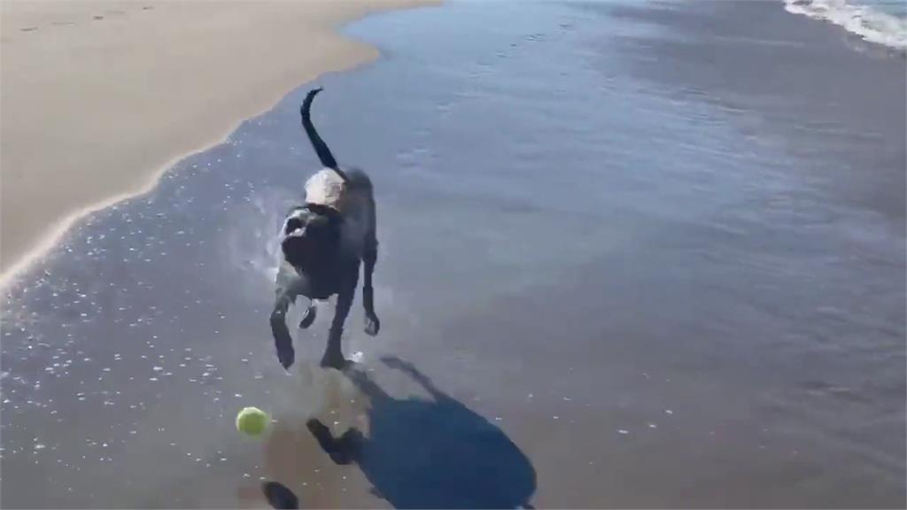 沙灘與狗狗玩球驚見「海豹亂入」　全速狂游激戰38秒影片曝光！