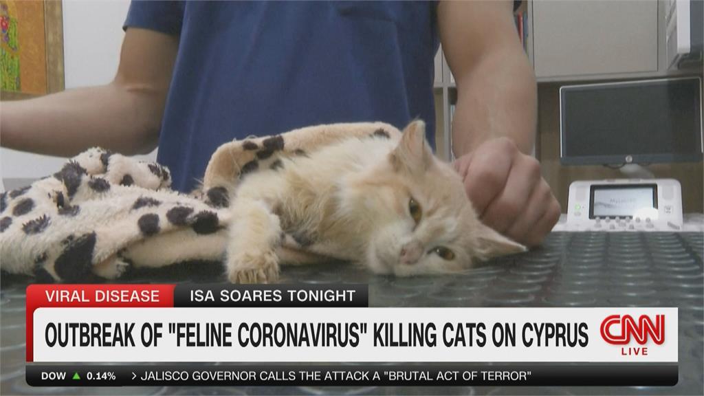 塞普勒斯爆發貓瘟　已累計30萬隻貓喪命