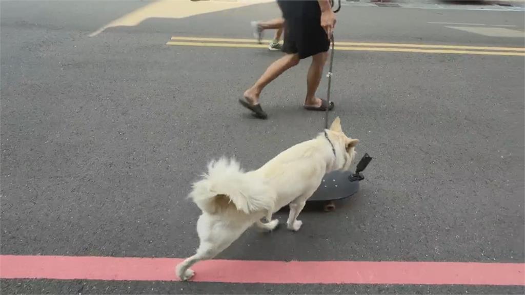 毛小孩特技!街頭與飼主「溜滑板」 民眾直擊驚呼:太酷了吧