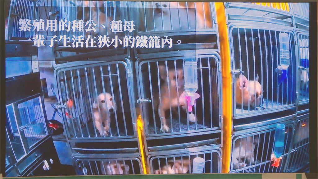 非法繁殖幼犬被「洗白」 進入合法店面販售