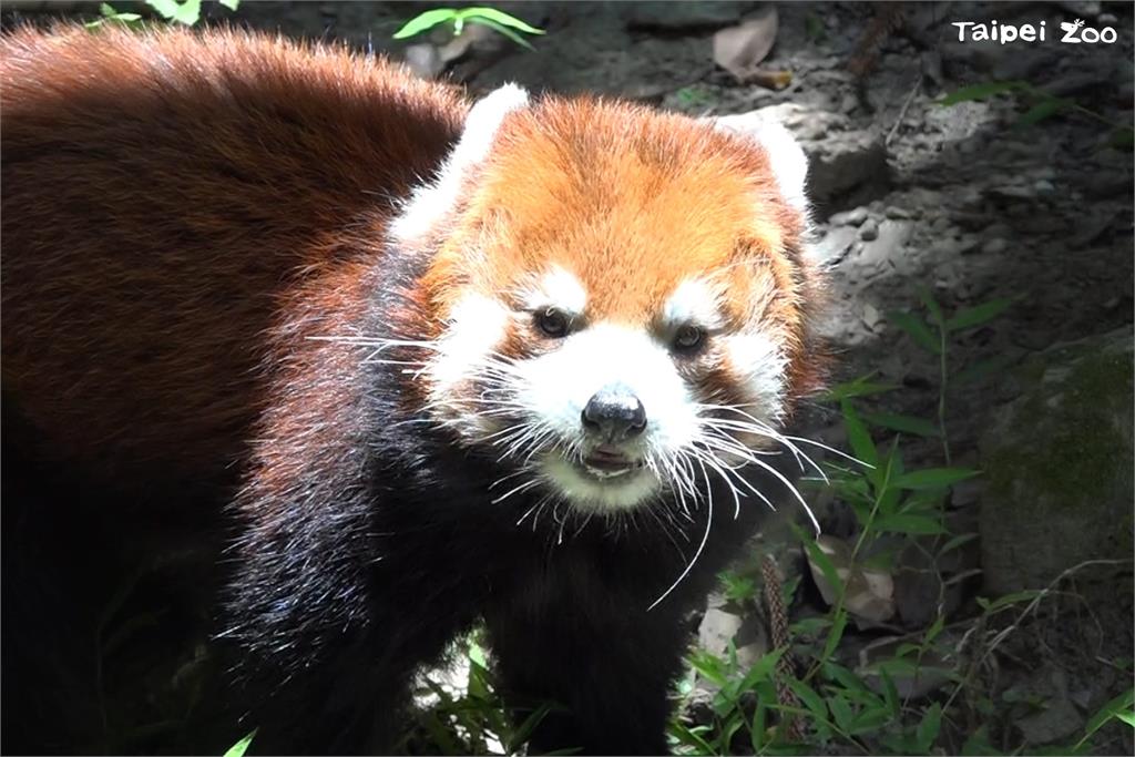 快新聞／週日祖父母節！　台北動物園邀祖孫「共遊漫步」集章認識老齡動物