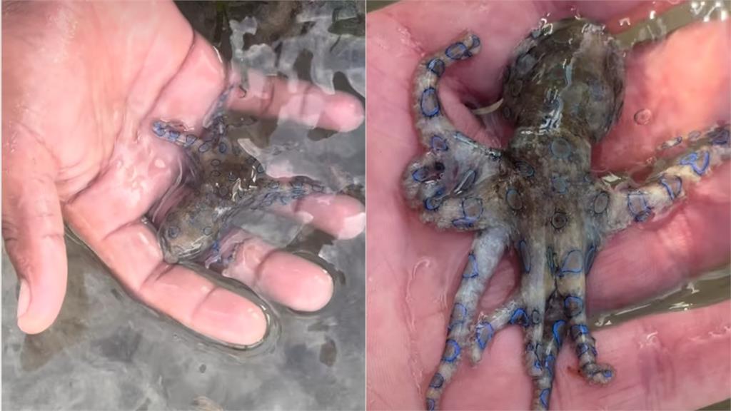 男海灘抓「章魚寶寶」放手中把玩!萬網秒認出「藍環紋路」嚇傻:RIP…