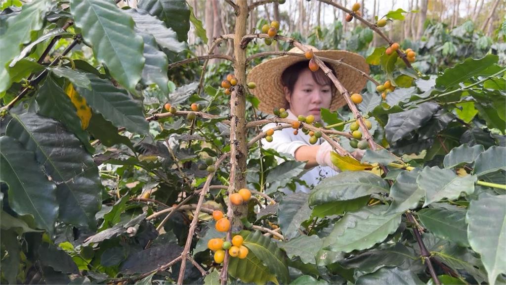 千坪咖啡園！暨南種1000棵咖啡樹　開設一條龍手沖咖啡課程