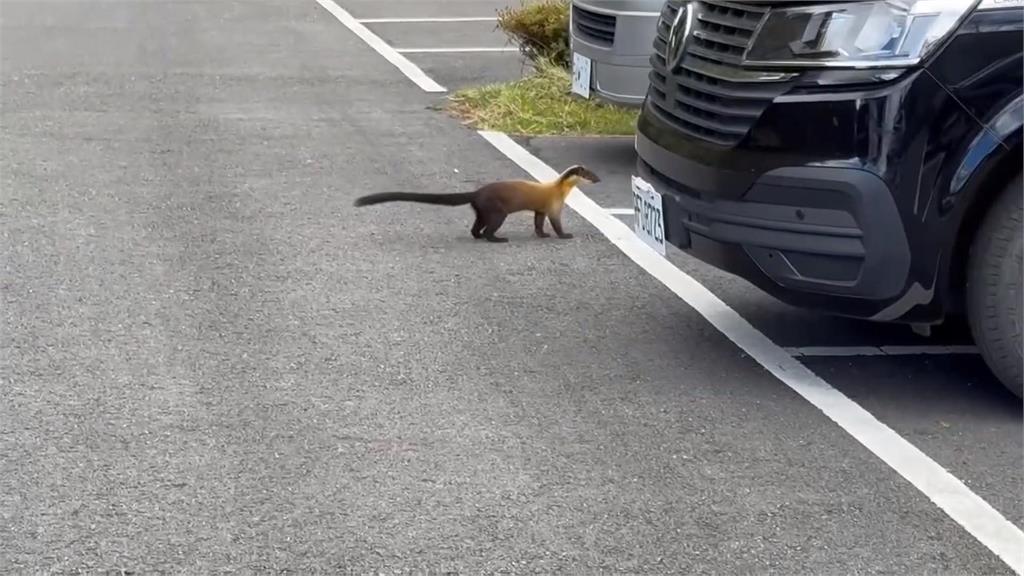 歷經邊坡坍塌!太平山雨過天晴 黃喉貂現身趴趴走