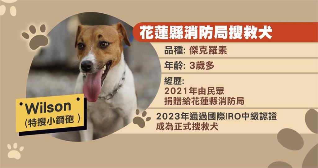 0403大震立功! 花蓮搜救犬Wilson訓練墜樓身亡