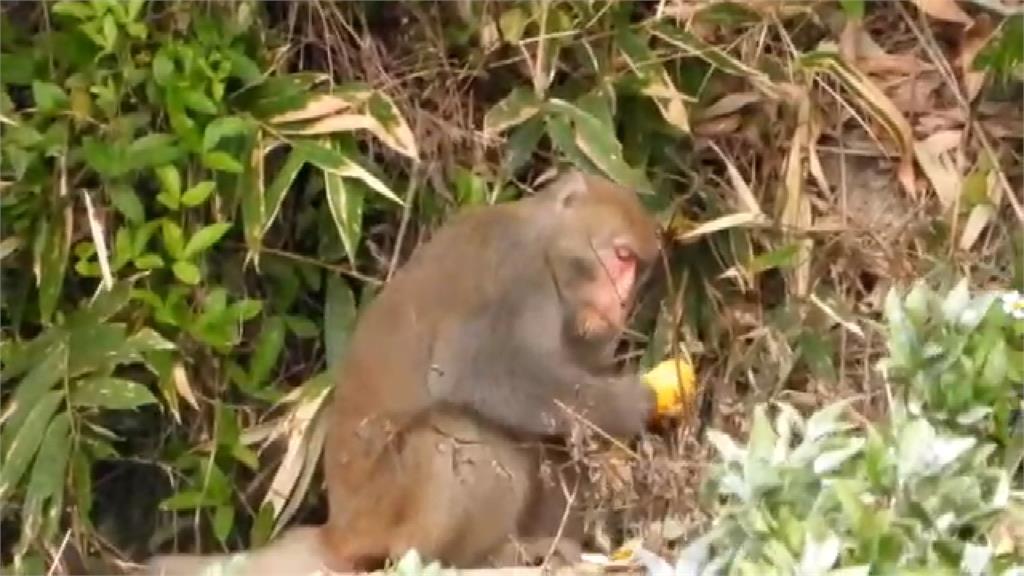 獼猴撒野果園開吃　收成100多顆只剩個位數　　瓦斯砲嚇阻沒在怕