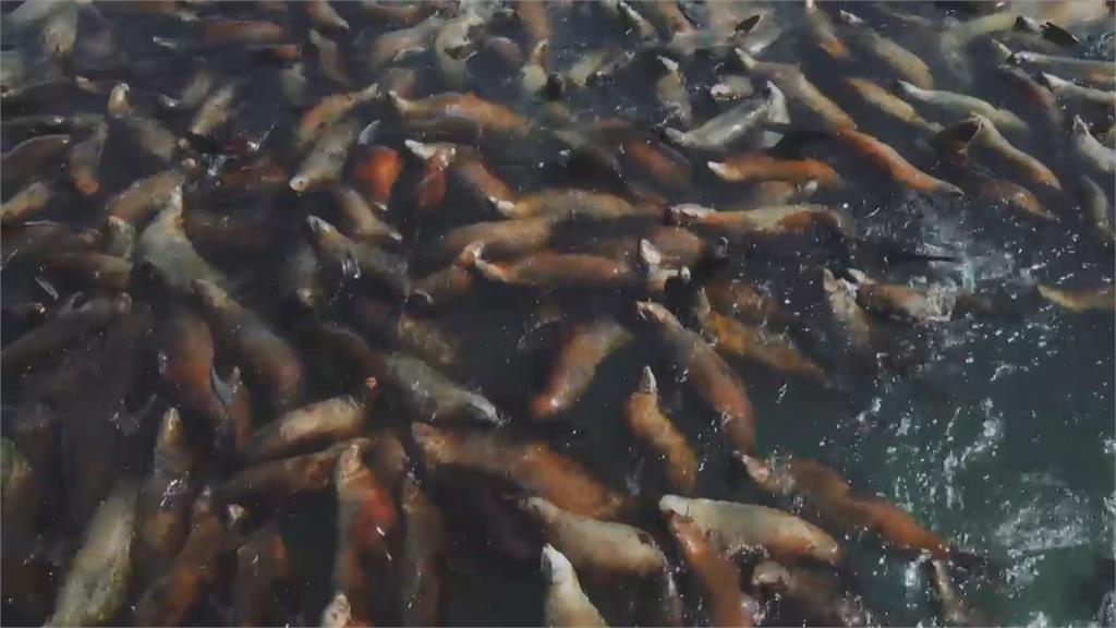 享受日光浴! 俄羅斯遠東地區沿海現千隻海獅