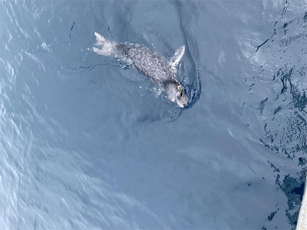 快新聞／「野生海豹」現蹤基隆外海！超萌探頭打招呼　畫面曝光