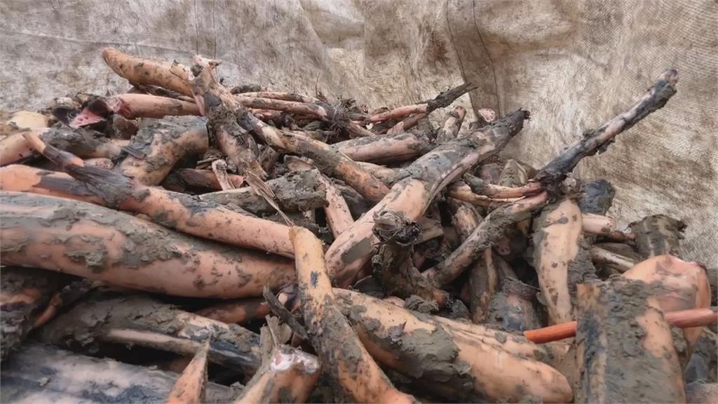 颱風侵襲害「蓮子採收剩四成」 白河區將辦活動拯救災後商機