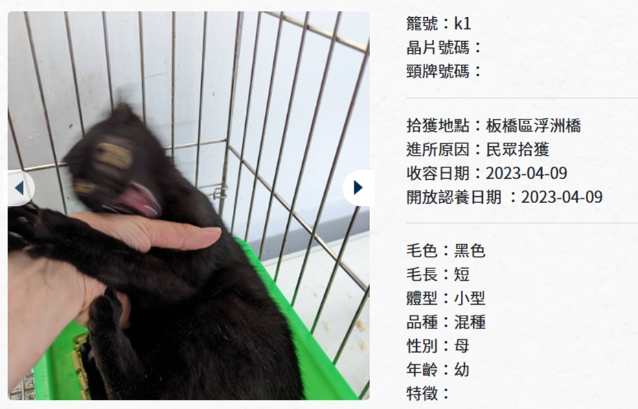 收容所黑貓「興奮到模糊」崩壞照瘋傳!網一看笑歪:把你阿嬤賣掉