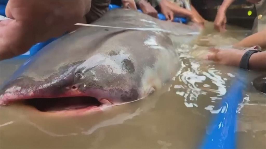 「極危物種」湄公河巨鯰現身 需5名成年人才能扶起