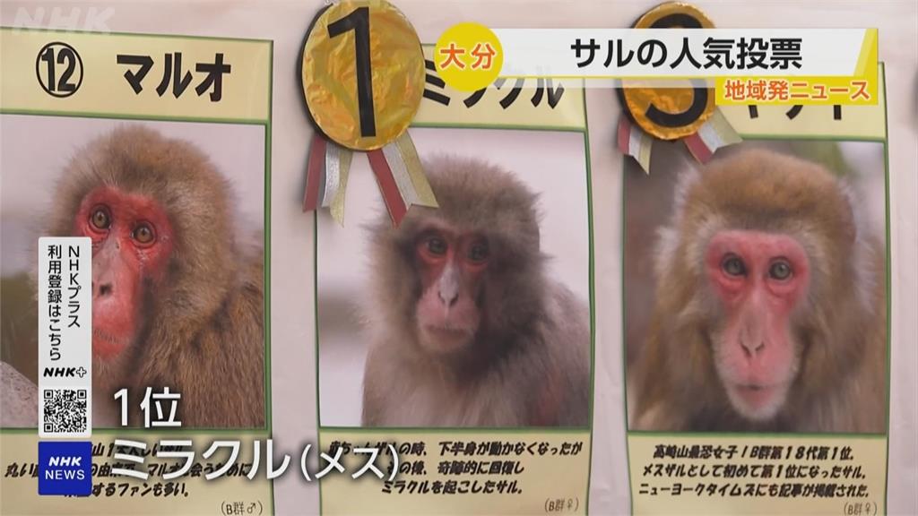 日本高崎山動物園人氣猴票選! 「奇蹟」首次入選就奪冠
