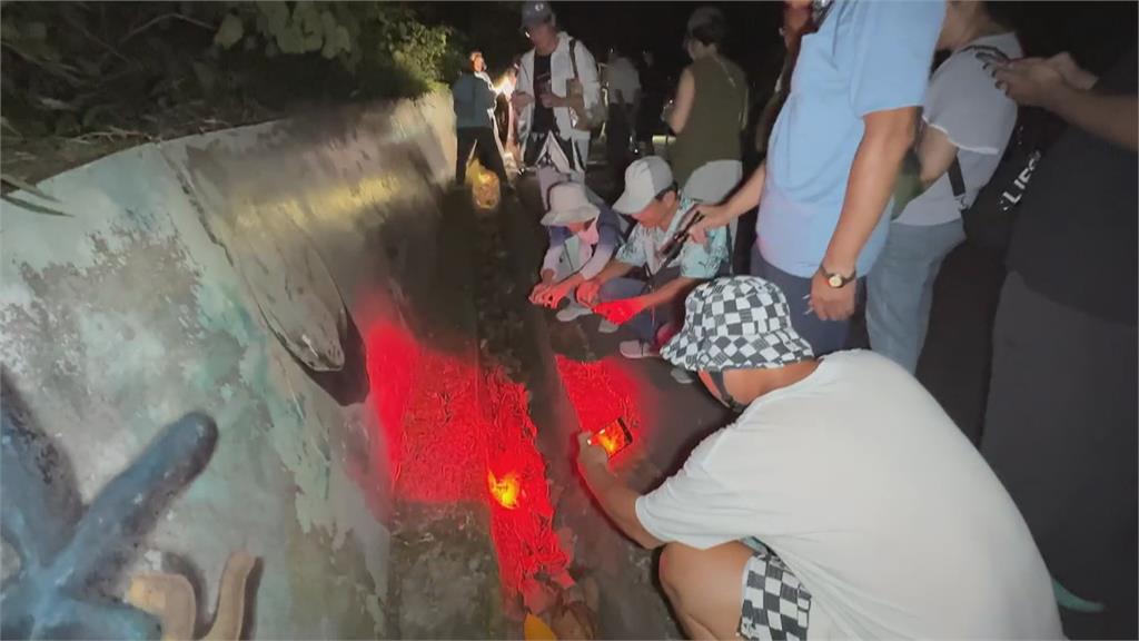 小琉球「陸蟹路殺」事故多　夜間交管讓蟹媽媽安心產卵