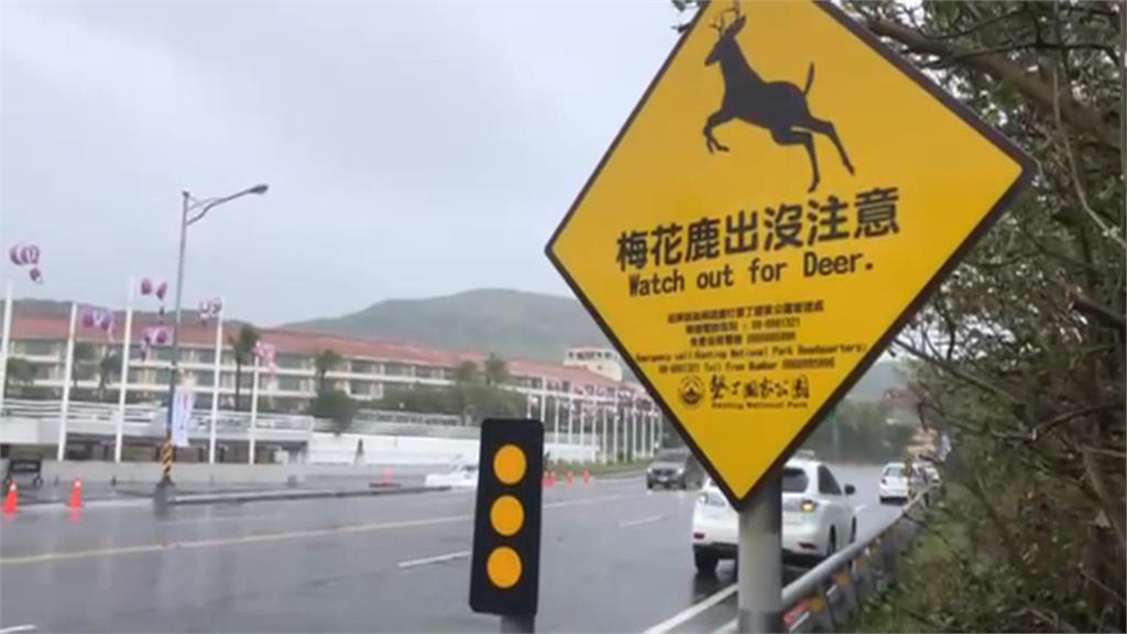 墾丁牧場宿舍圍網成"梅花鹿墳場" 驚見約20具梅花鹿遺骸